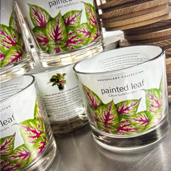 Painted Leaf Houseplant Kit by Potting Shed - Picture 5 of 5